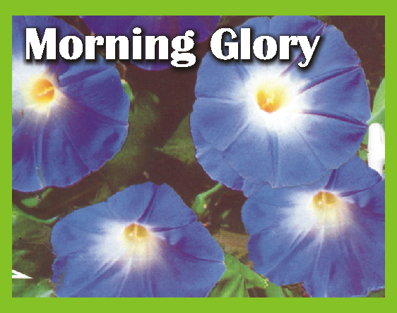 Image 02